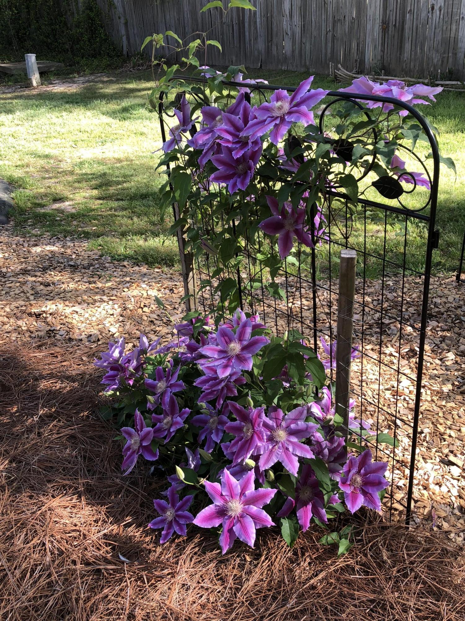 102 Towne Square Road Summerville, SC 29485 - Photo 40 of 51 Flowers Towne Sq5
