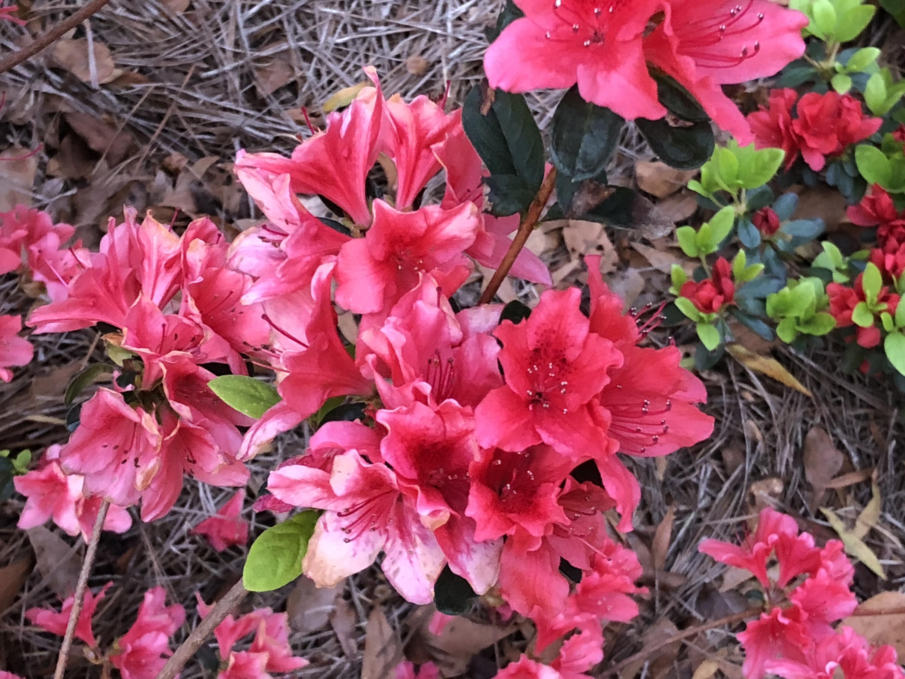 102 Towne Square Road Summerville, SC 29485 - Photo 42 of 51 Flowers Towne Sq