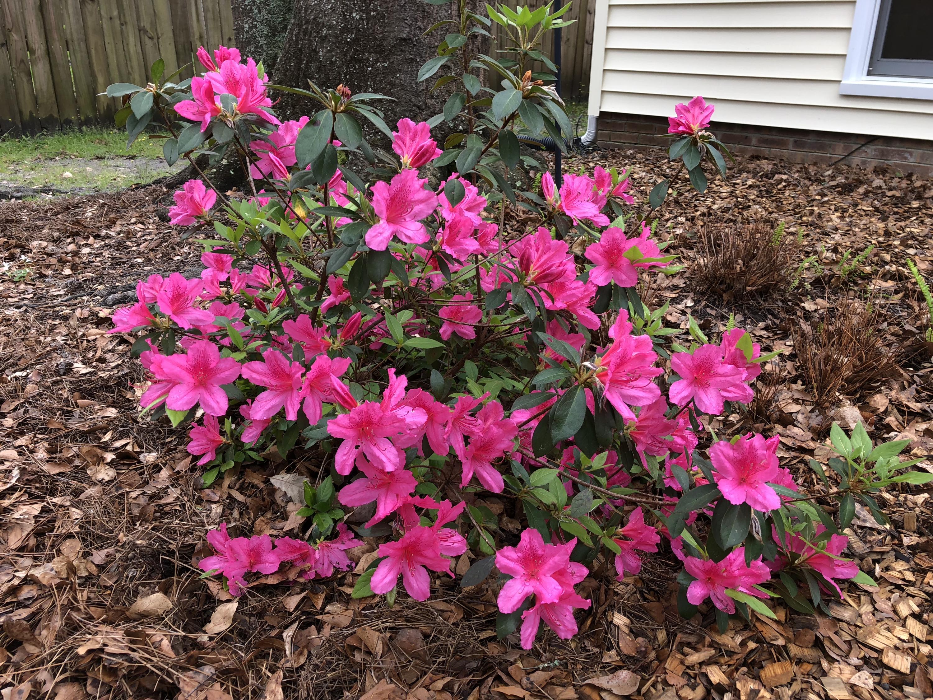 102 Towne Square Road Summerville, SC 29485 - Photo 44 of 51 Flowers Towne Sq3JPG