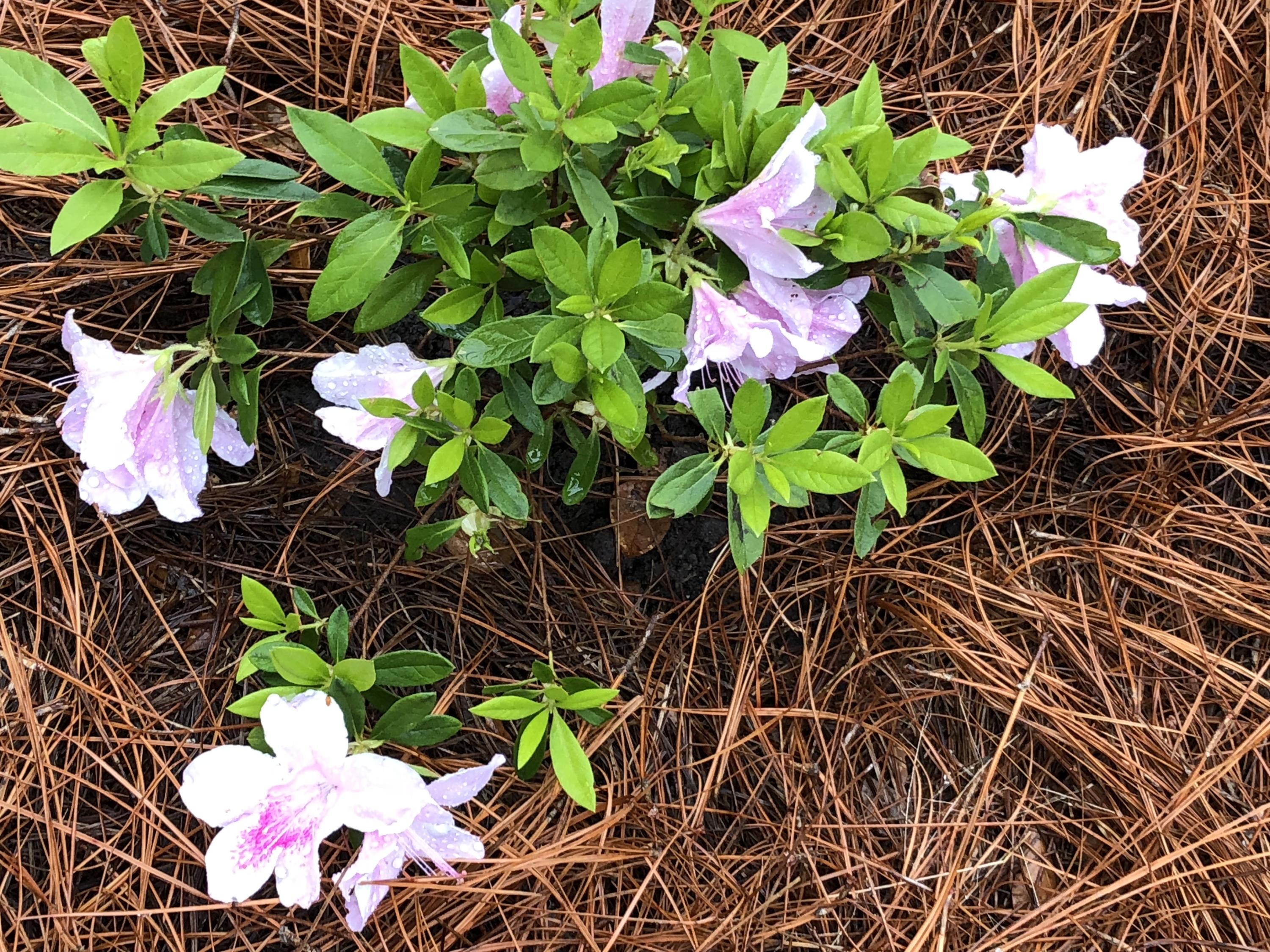102 Towne Square Road Summerville, SC 29485 - Photo 47 of 51 Flowers Towne Sq7