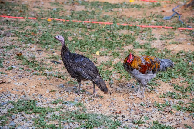 $584,000 | 1450 Pleasant Hill Road, McMinnville, TN 37110