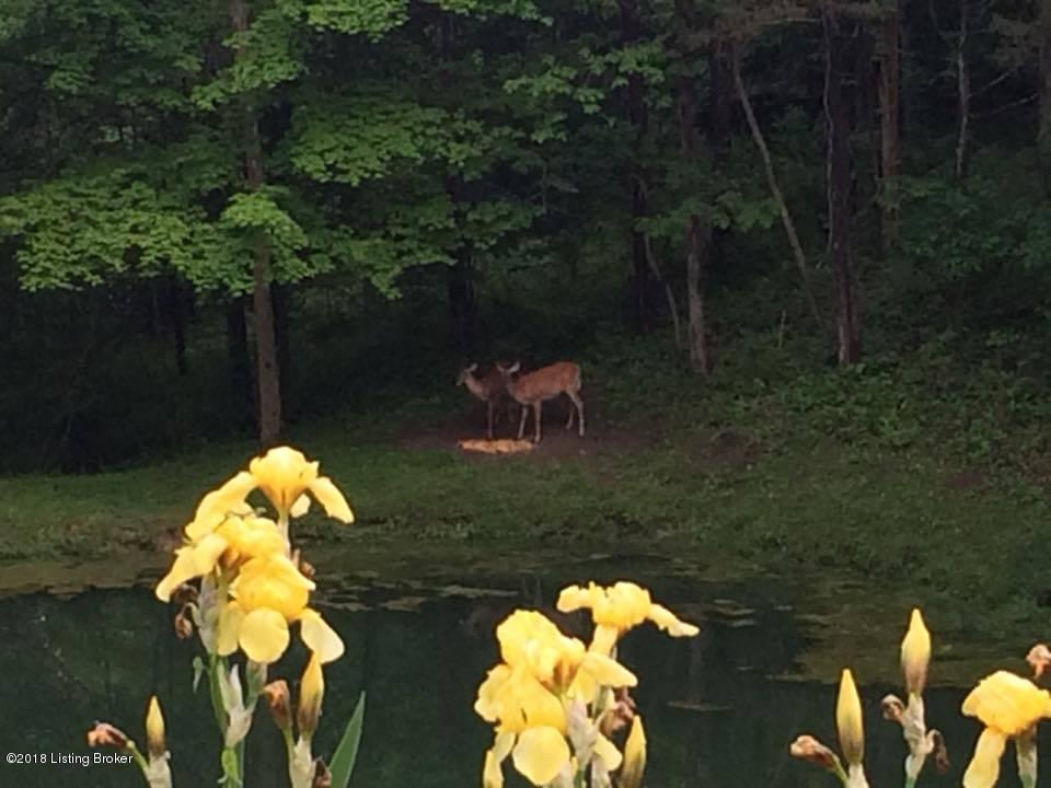 992 Mink Run Road Frankfort, KY 40601 - Photo 3 of 29 Abundant wildlife
