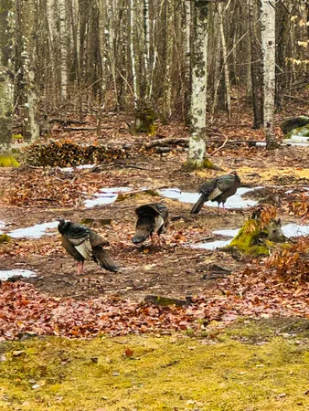 $375,000 | 1180 Great Moose Drive, Hartland, ME 04943
