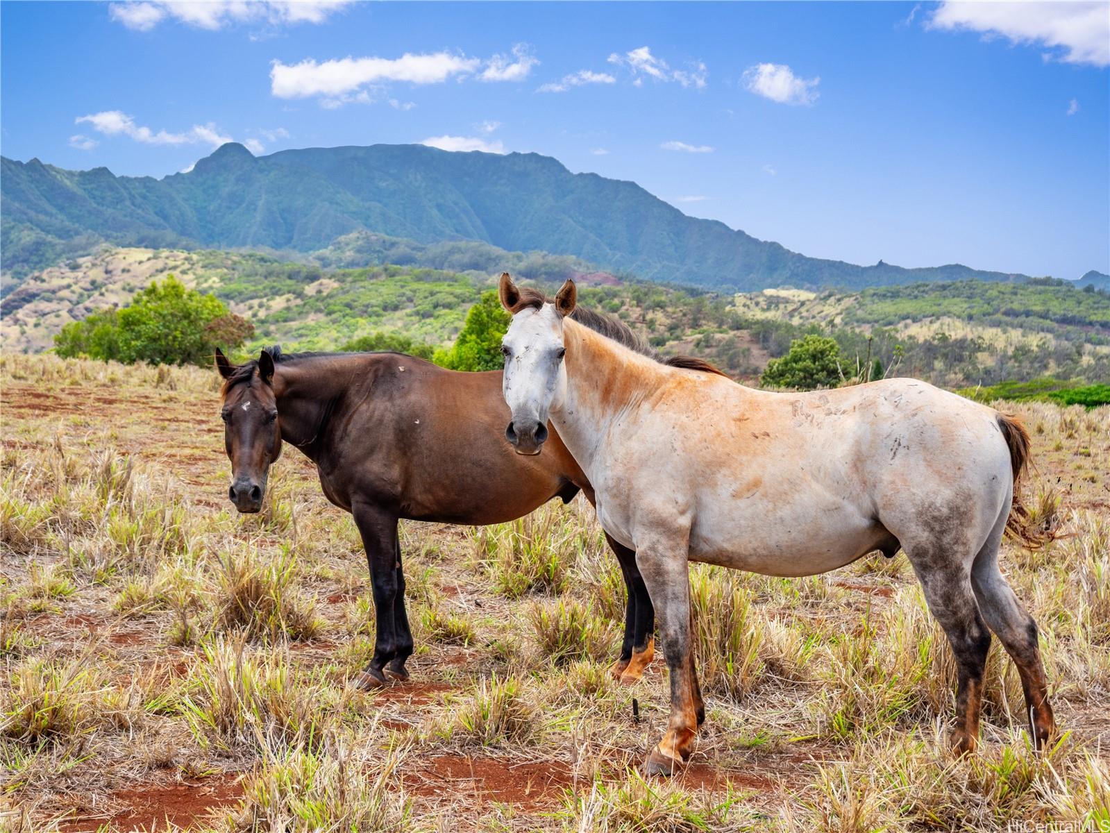 65-283 Kaukonahua Road, Unit 8 Wahiawa, HI 96786 - Photo 13 of 25 a view of swimming pool and mountain view