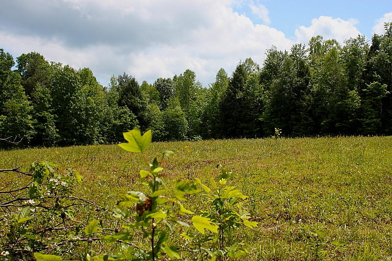 52.15 Chestnut Ridge Road Allardt, TN 38504 - Photo 22 of 39 DPP_0050