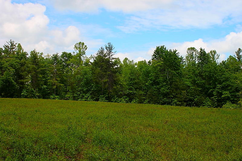 52.15 Chestnut Ridge Road Allardt, TN 38504 - Photo 4 of 39 DPP_0046
