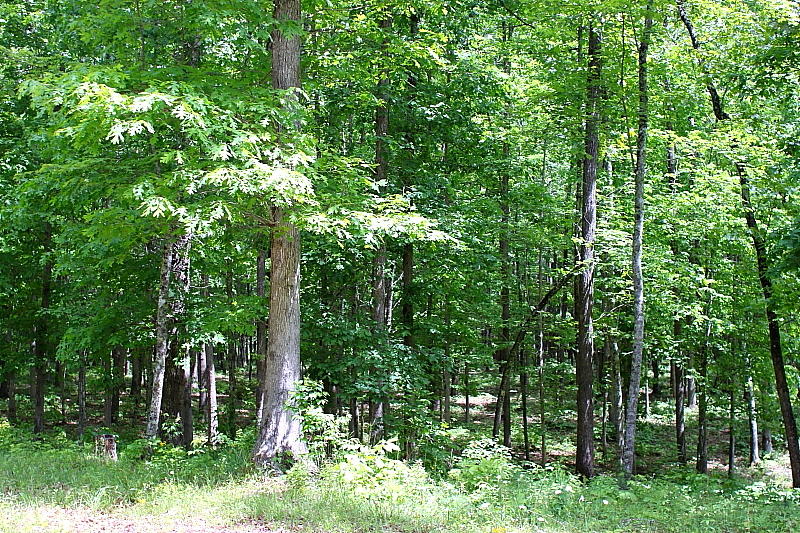 52.15 Chestnut Ridge Road Allardt, TN 38504 - Photo 7 of 39 DPP_0012