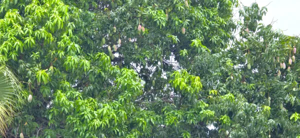 $1,125,000 | 147 Northeast Naranja Avenue, Port St. Lucie, FL 34983