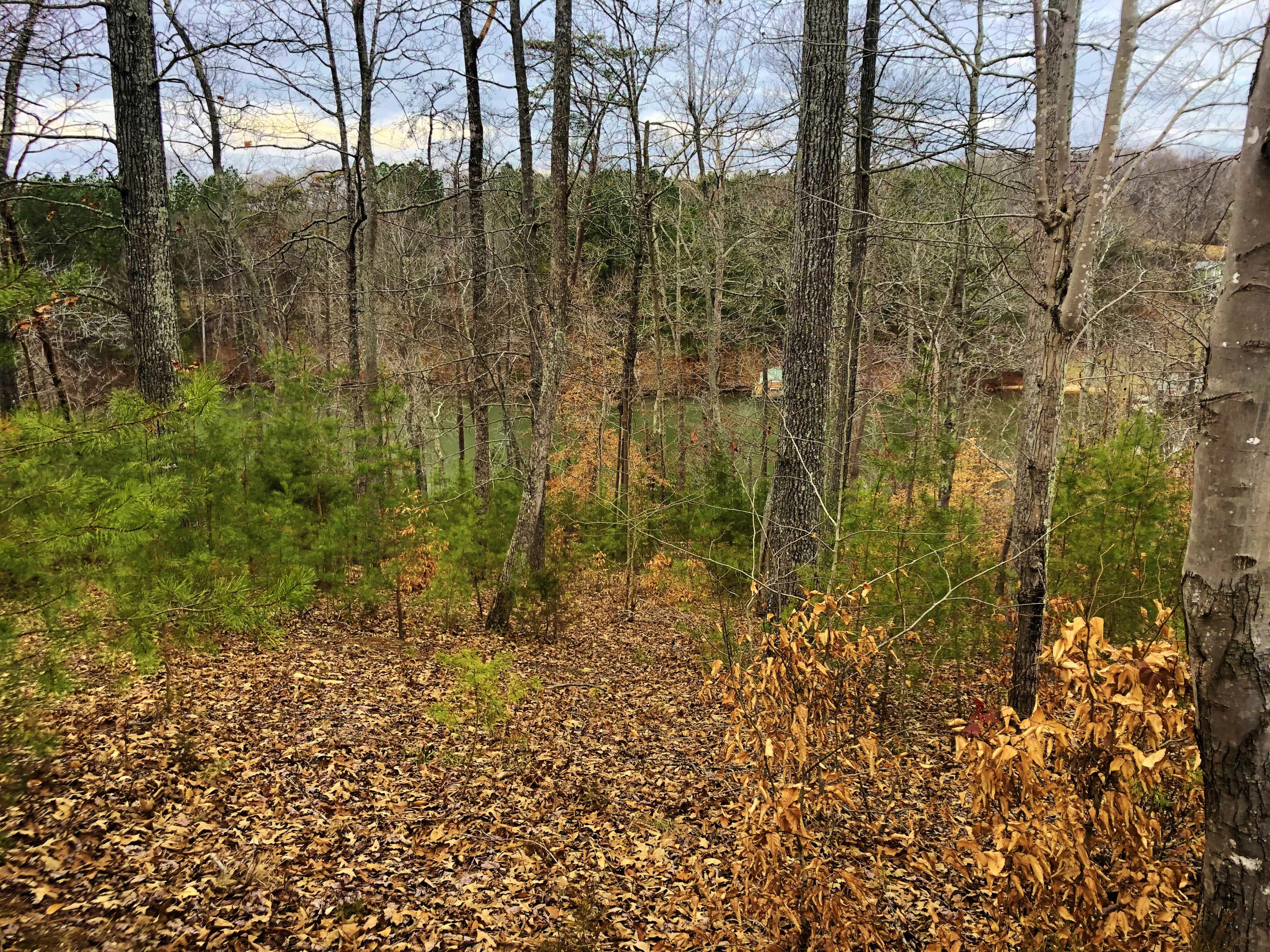 Lot 8 Old Point Road Moneta, VA 24121 - Photo 7 of 19 a view of forest