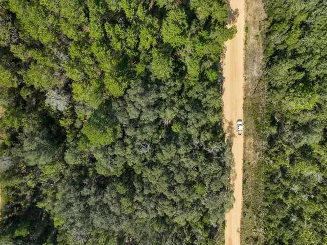 a view of a forest with a tree