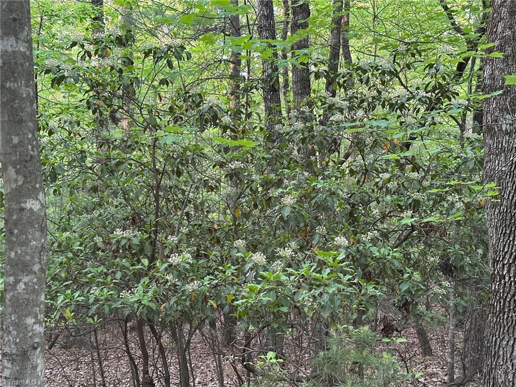 0 Wiley Royal Road Thurmond, NC 28683 - Photo 4 of 9 Gallery Image 4