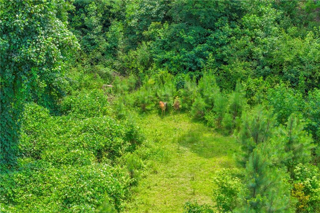 230 North Rover Road Williamson, GA 30292 - Photo 83 of 92