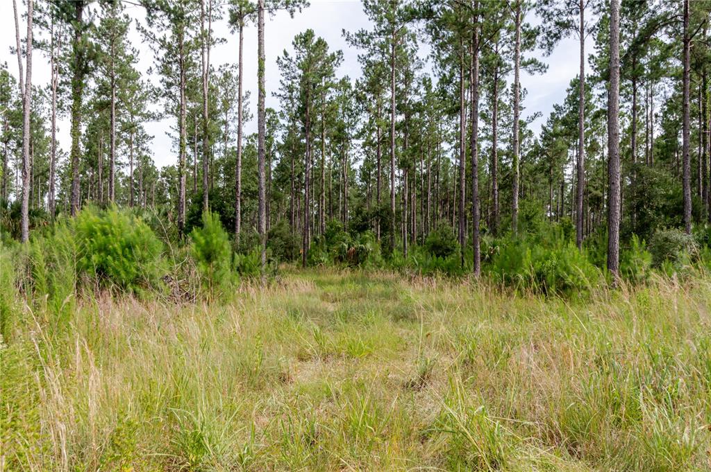 Northeast 90th Street Road Fort McCoy, FL 32134 - Photo 23 of 25