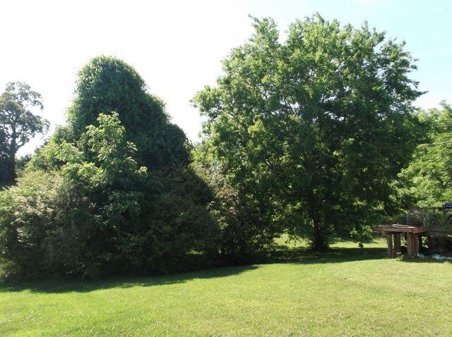 7737 Griffith Road Knoxville, TN 37938 - Photo 5 of 6 Griffith - Rear 2