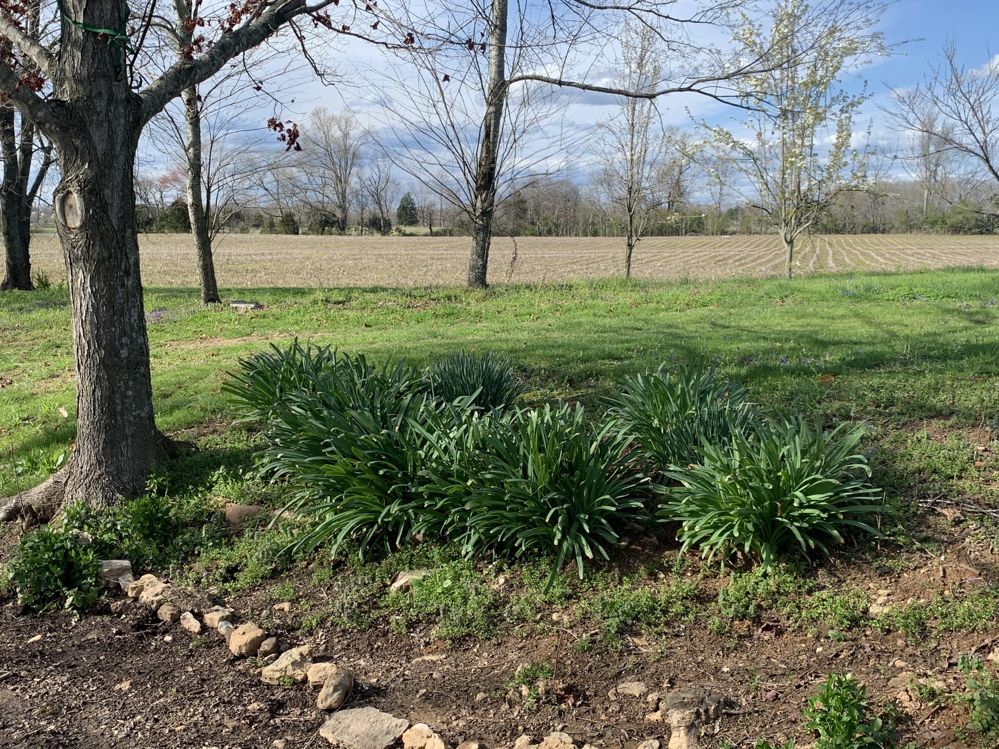 62 Asa Smith Road Ardmore, TN 38449 - Photo 20 of 24 a view of yard with tree