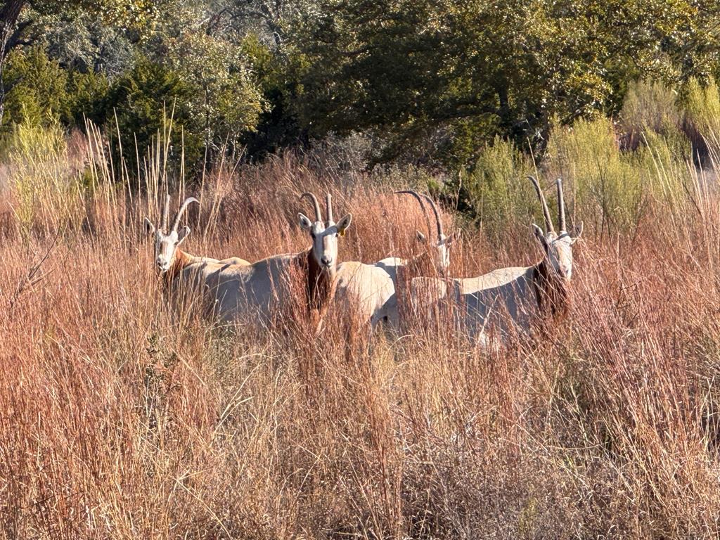 Lot 14 Winn Ranch Way Kerrville, TX 78028 - Photo 10 of 10 a view of a yard