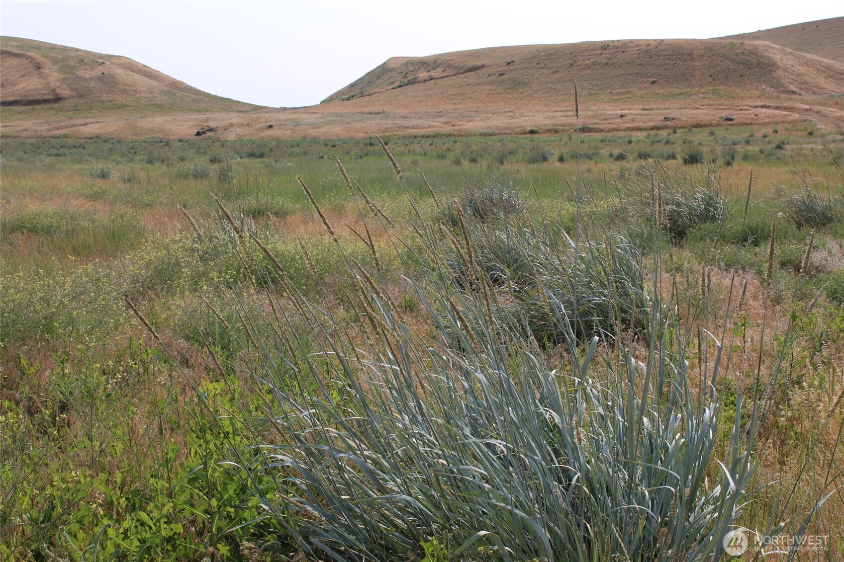 0 Allert Road Benge, WA 99105 - Photo 3 of 8 a view of a lush green forest with lush green forest