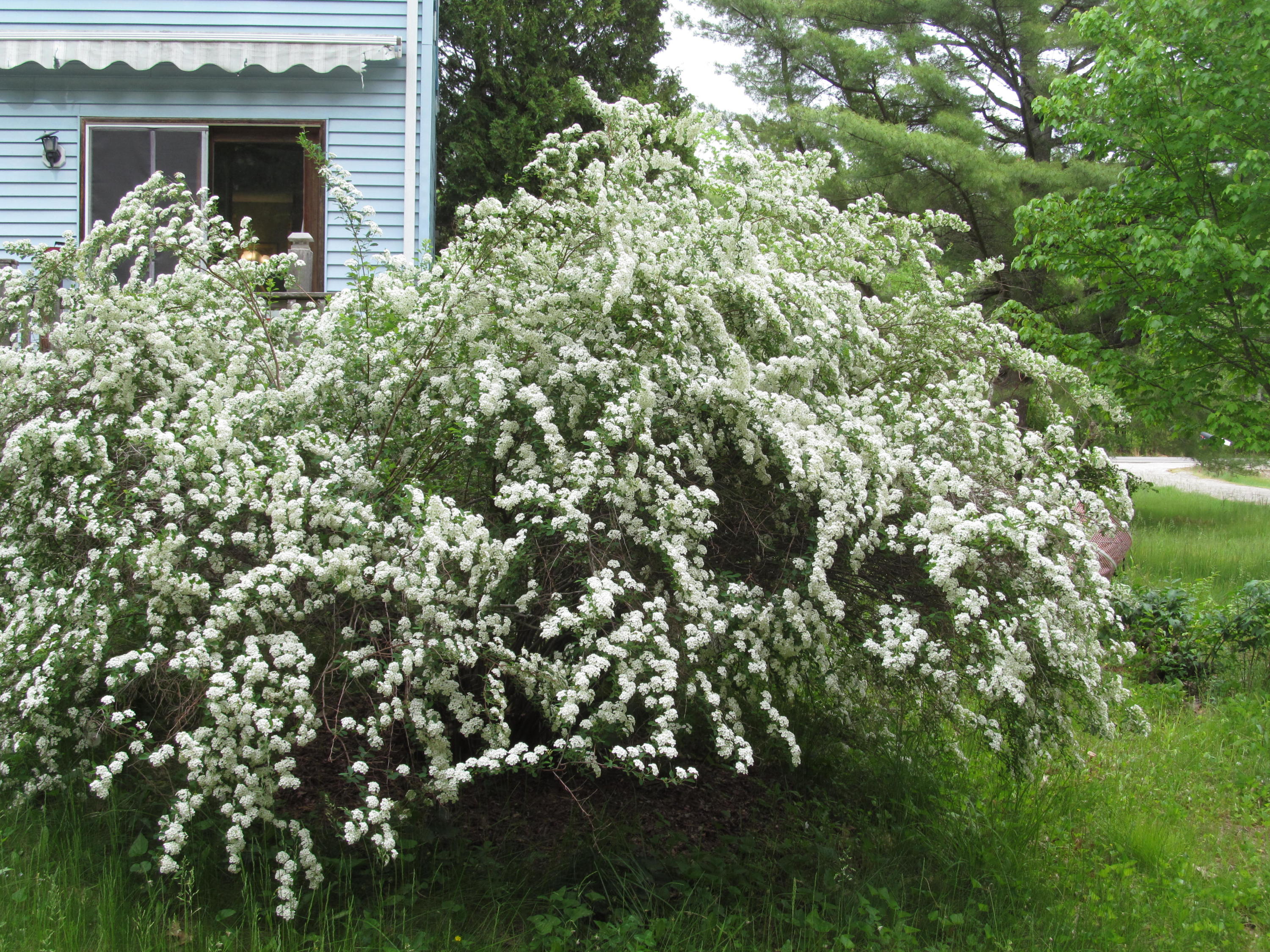 35 Saco Road Standish, ME 04085 - Photo 46 of 47 IMG_1172