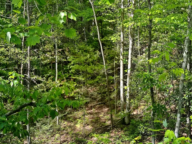 $1,300,000 | 0 Hemlock Ridge, Turtletown, TN 37391