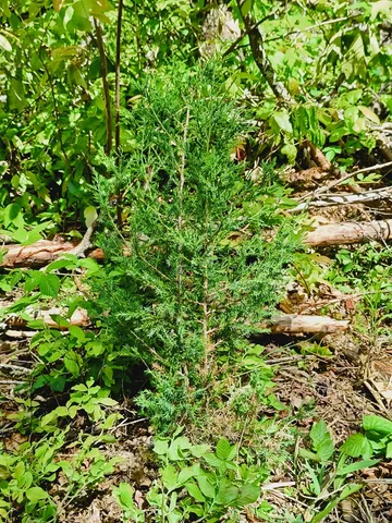 $1,300,000 | 0 Hemlock Ridge, Turtletown, TN 37391