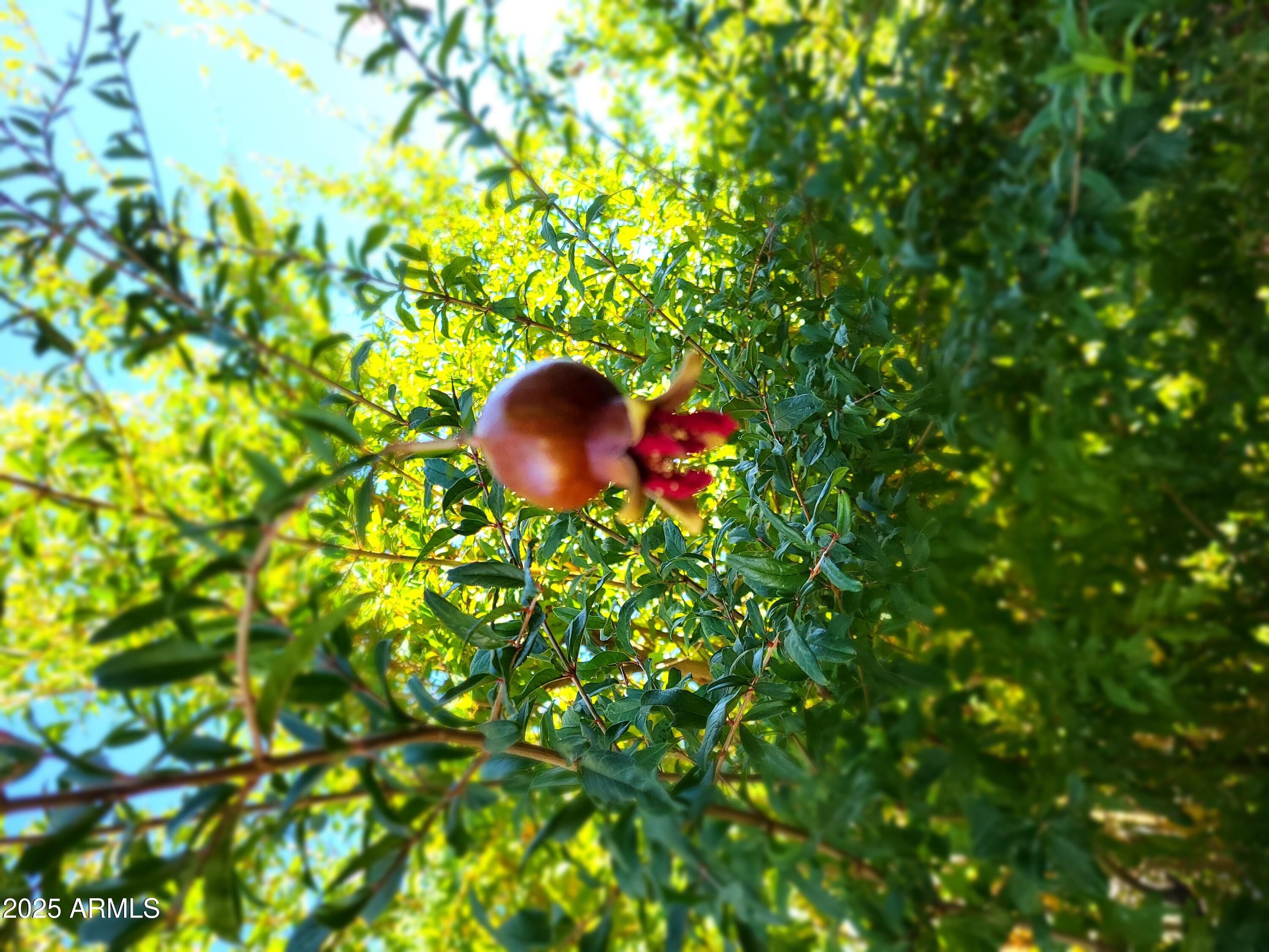 650 North Hawes Road, Unit 4128 Mesa, AZ 85207 - Photo 35 of 61 Pomegranate & Tangelo Trees