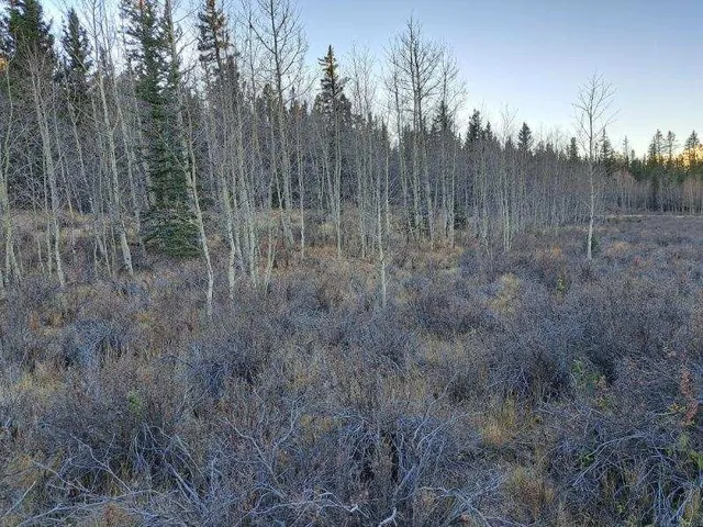 a view of a forest with a house