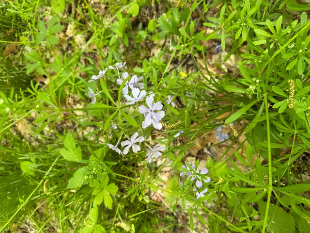 $308,000 | V/l Scottdale Road, Berrien Springs, MI 49103