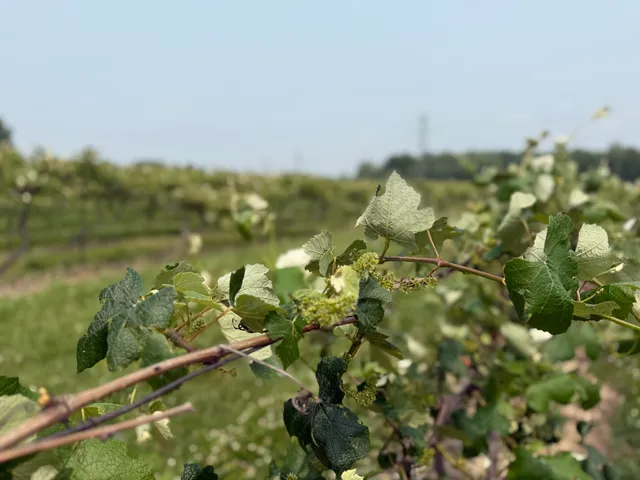 $308,000 | V/l Scottdale Road, Berrien Springs, MI 49103