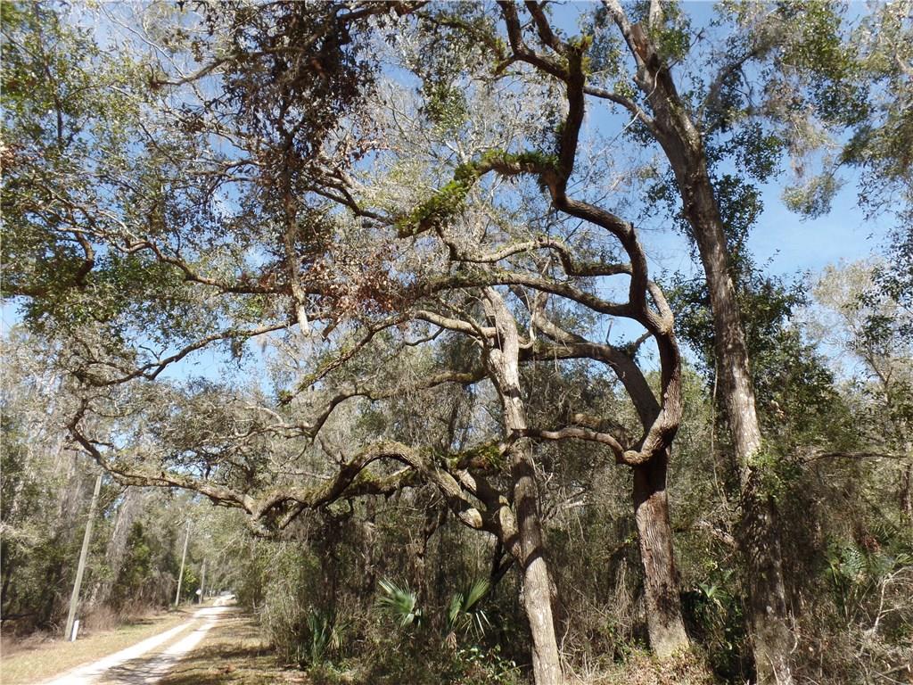 Forsythe Rd Lake Lake Helen, FL 32744 - Photo 1 of 1 Forsythe Rd-gorgeous oaks on property