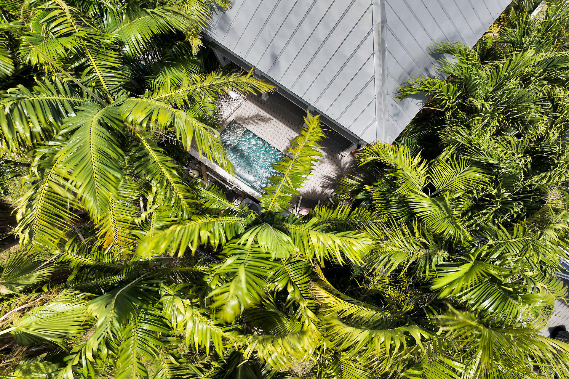 205 Virginia Street Key West, FL 33040 - Photo 15 of 41 a view of a plant in a garden