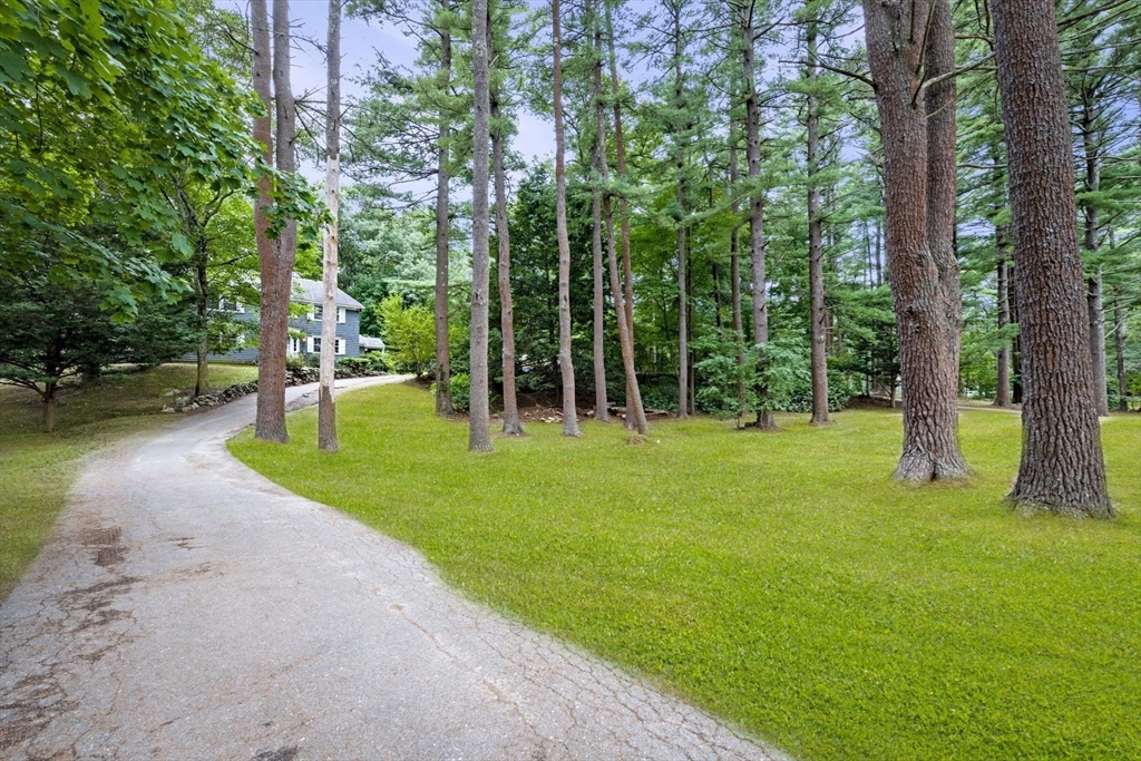 a view of a park with large trees