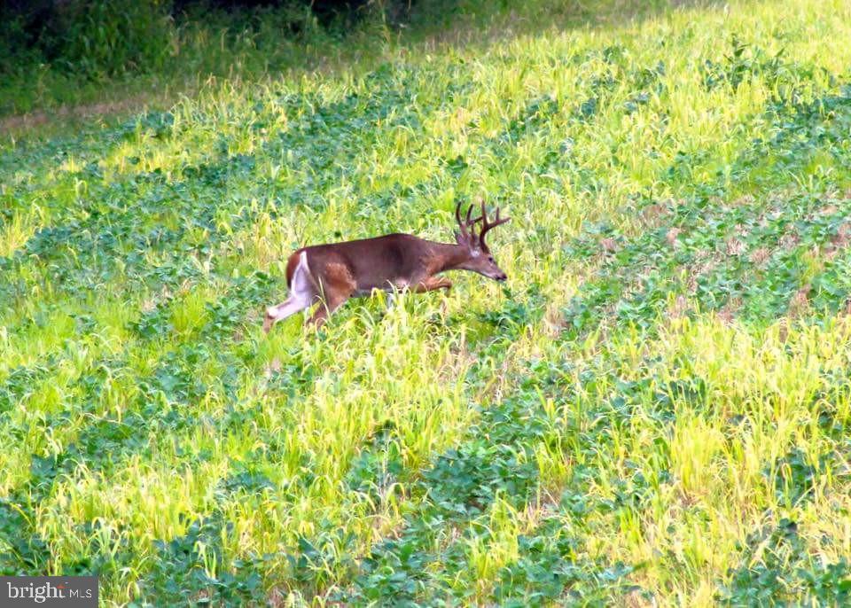 300 Beegle Road Everett, PA 15537 - Photo 95 of 114 a yard with a tree