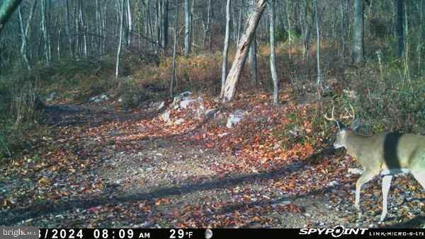300 Beegle Road Everett, PA 15537 - Photo 99 of 114 a lake view with a tree