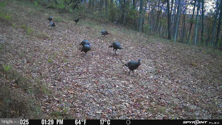 300 Beegle Road Everett, PA 15537 - Photo 100 of 114 a view of a dry yard with trees
