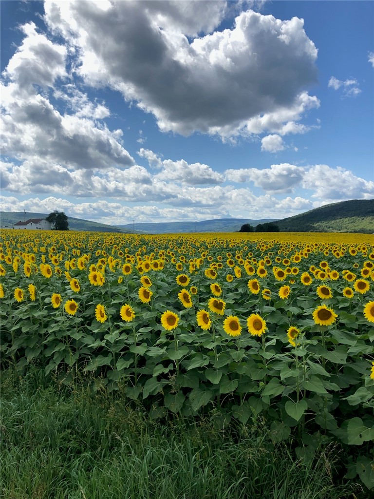52 Vine Valley Road Middlesex, NY 14507 - Photo 35 of 38
