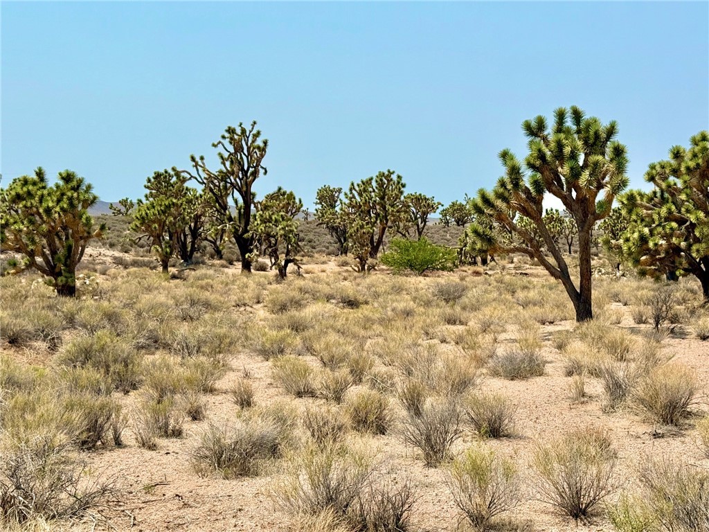 26681 Yucca Meadview, AZ 86444 - Photo 17 of 25 a view of a yard with a tree