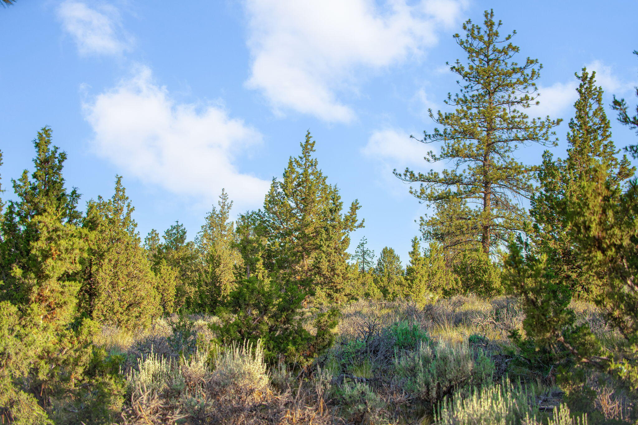 60360 Horse Butte Road Bend, OR 97702 - Photo 57 of 58 a view of a lake with a tree in the background