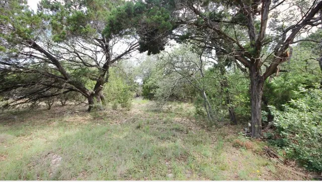 a view of a forest with trees in the background