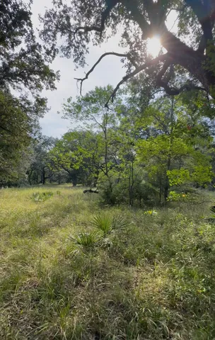 a green field with lots of trees