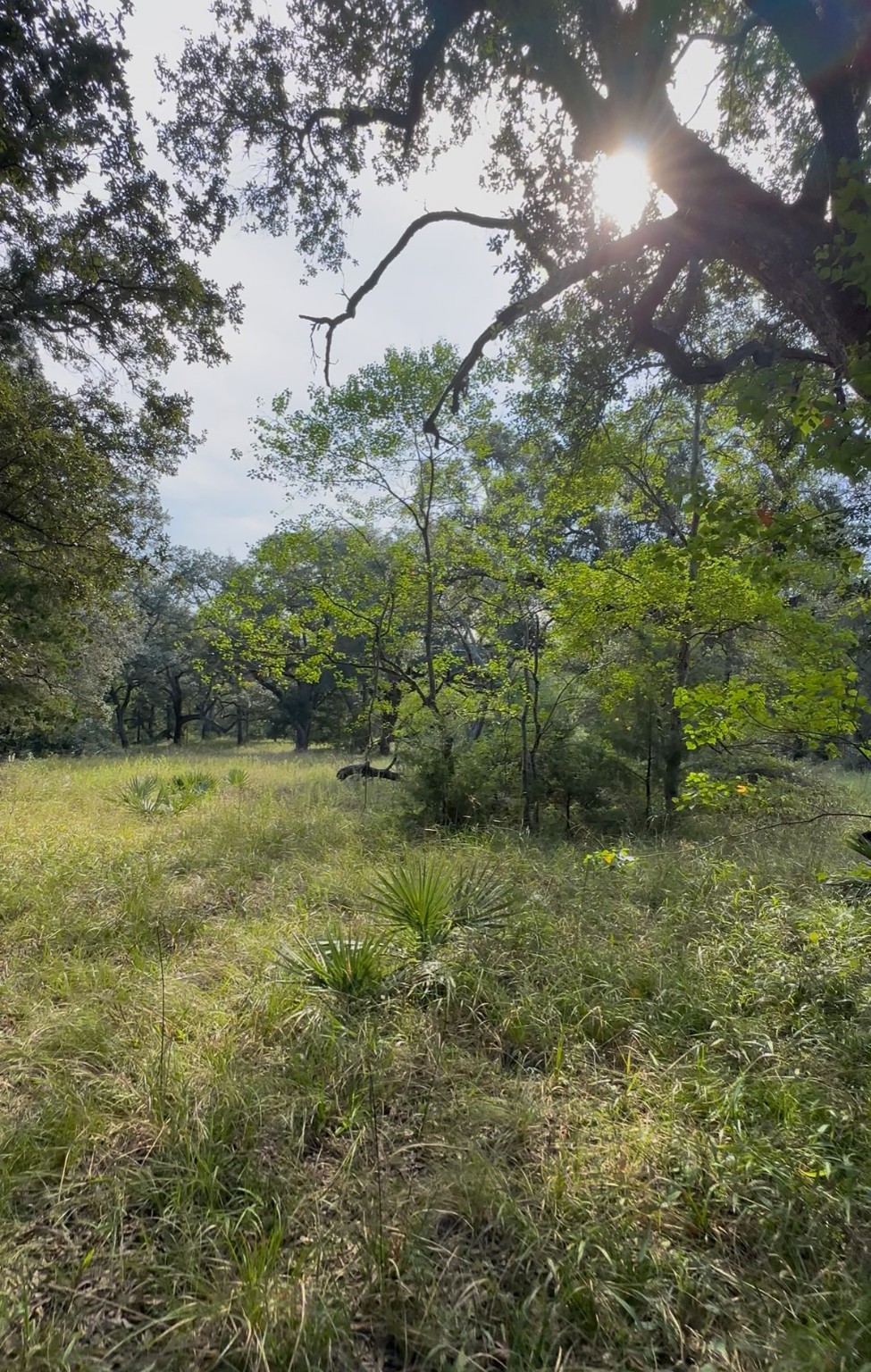 0 Fm-1459 Sweeny, TX 77480 - Photo 11 of 32 a view of a garden