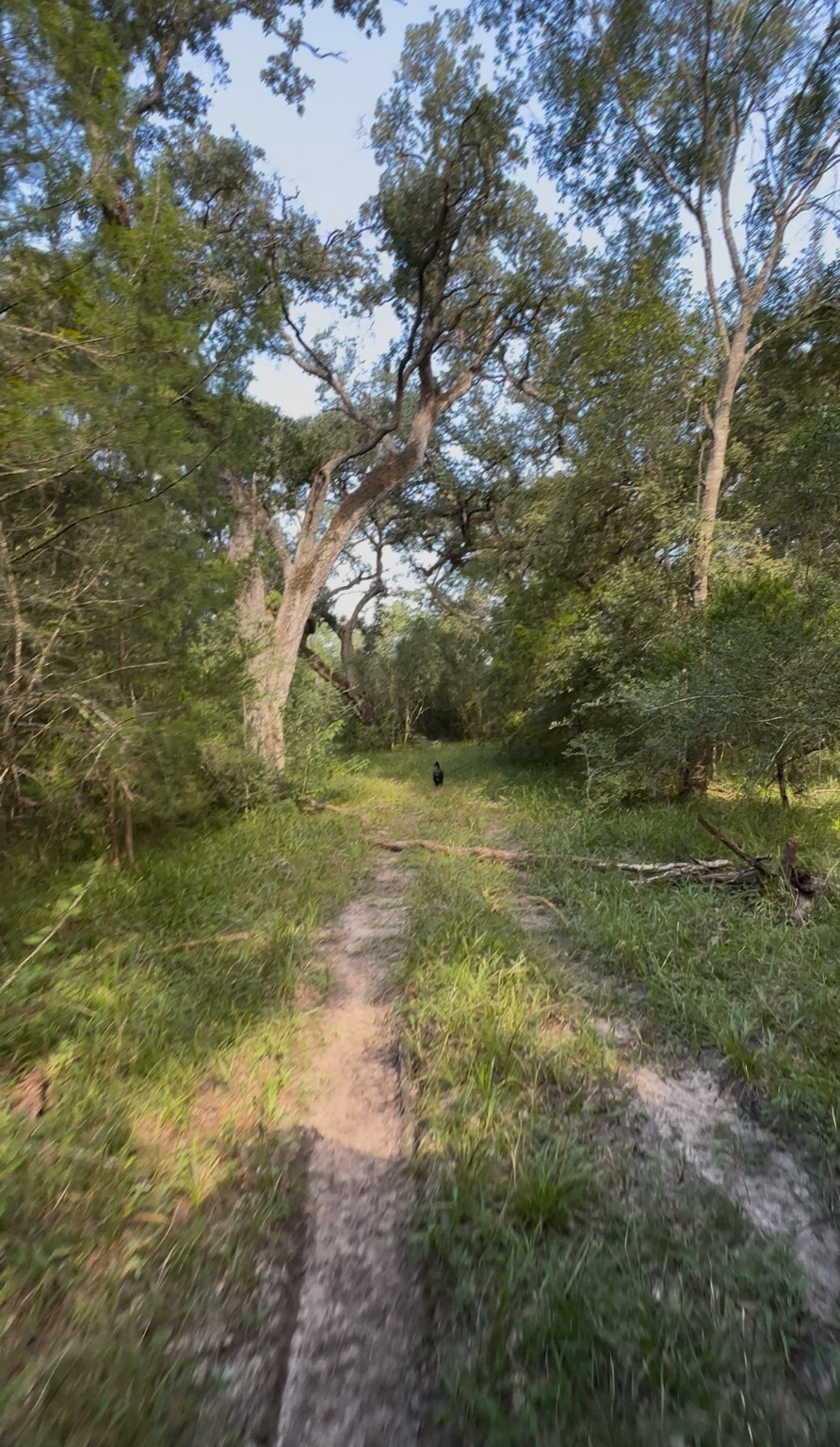 0 Fm-1459 Sweeny, TX 77480 - Photo 13 of 32 a view of a yard with a tree