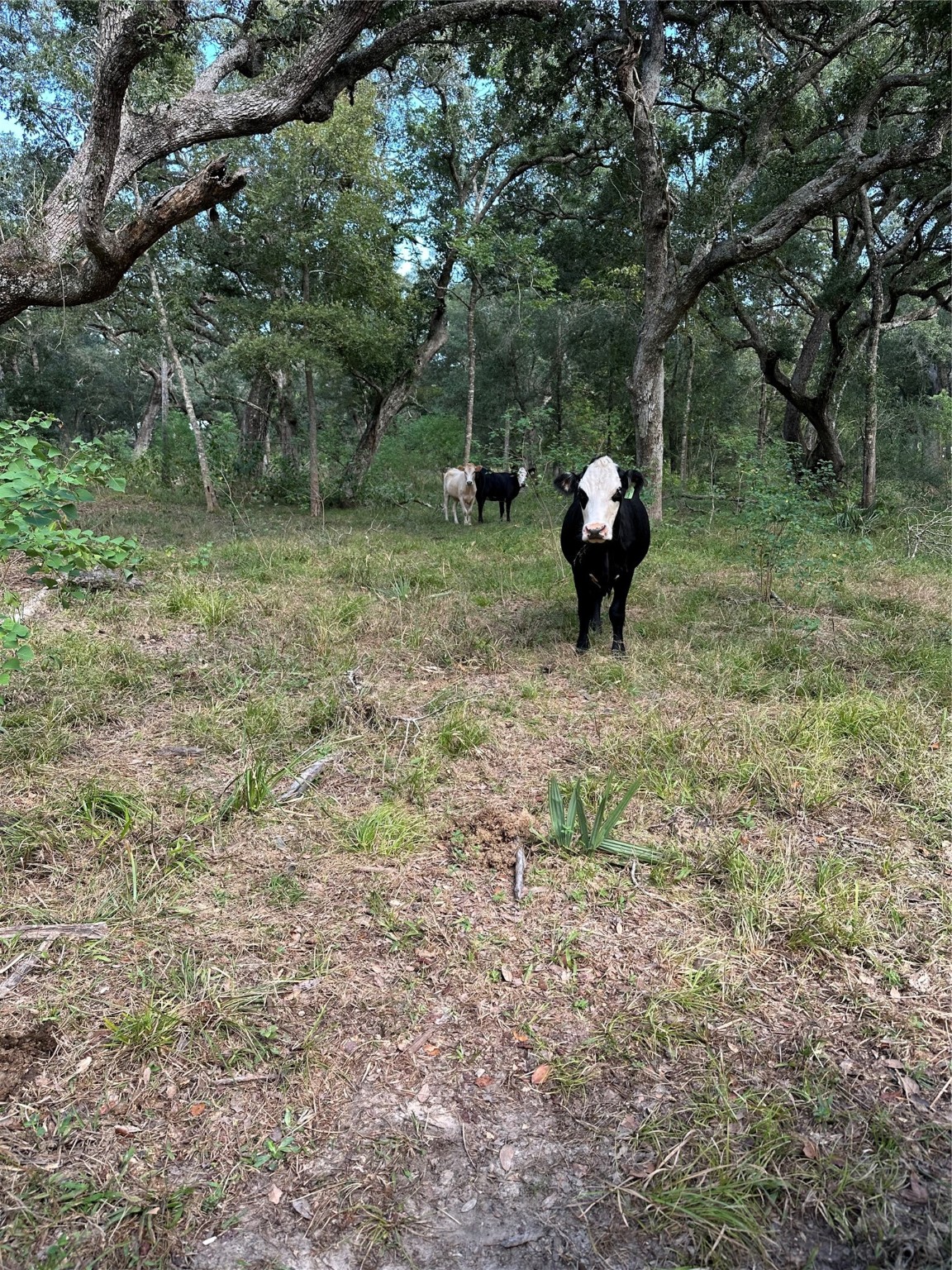 0 Fm-1459 Sweeny, TX 77480 - Photo 14 of 32 a green field with lots of trees