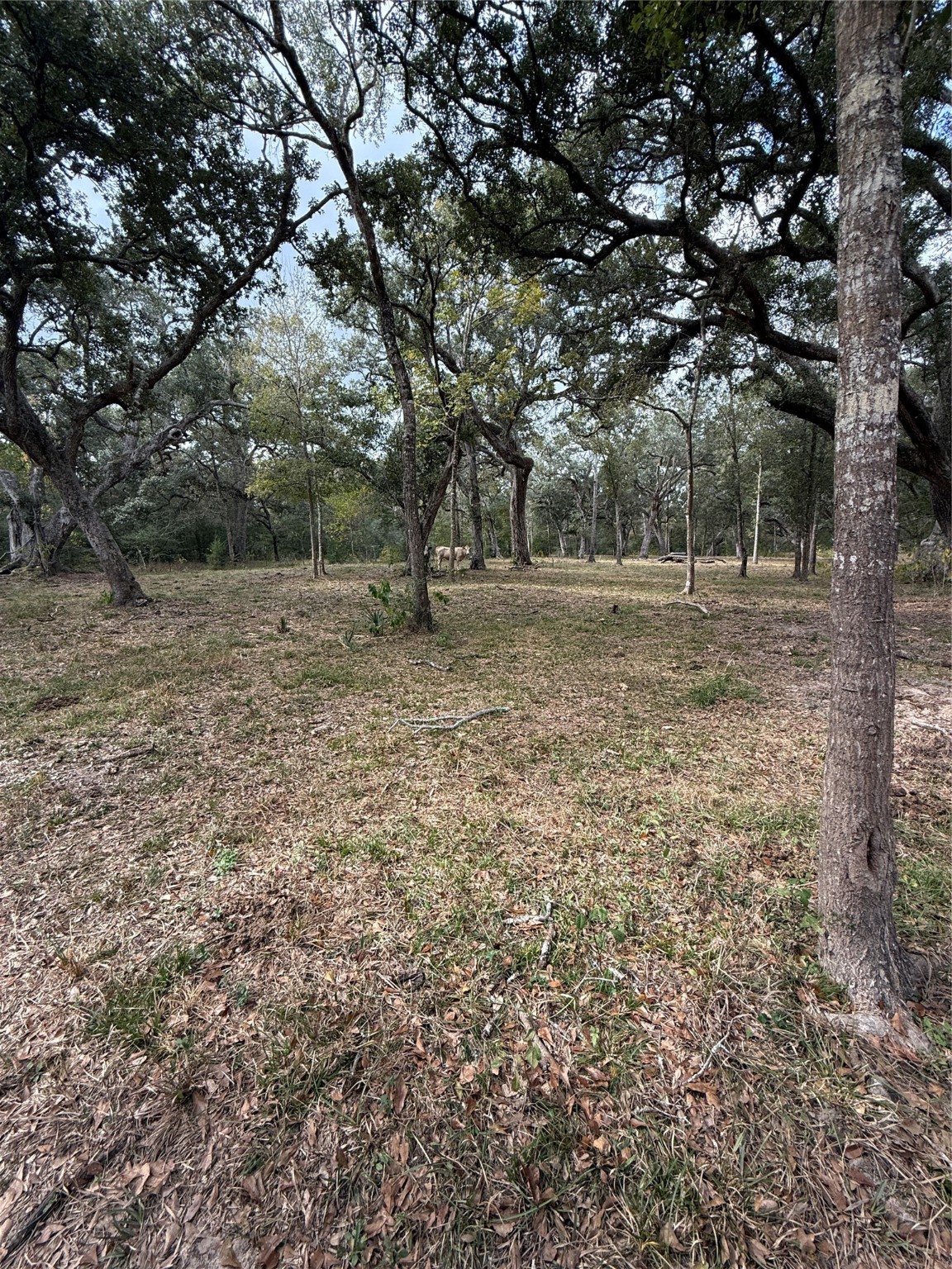 0 Fm-1459 Sweeny, TX 77480 - Photo 15 of 32 a view of a yard with a tree