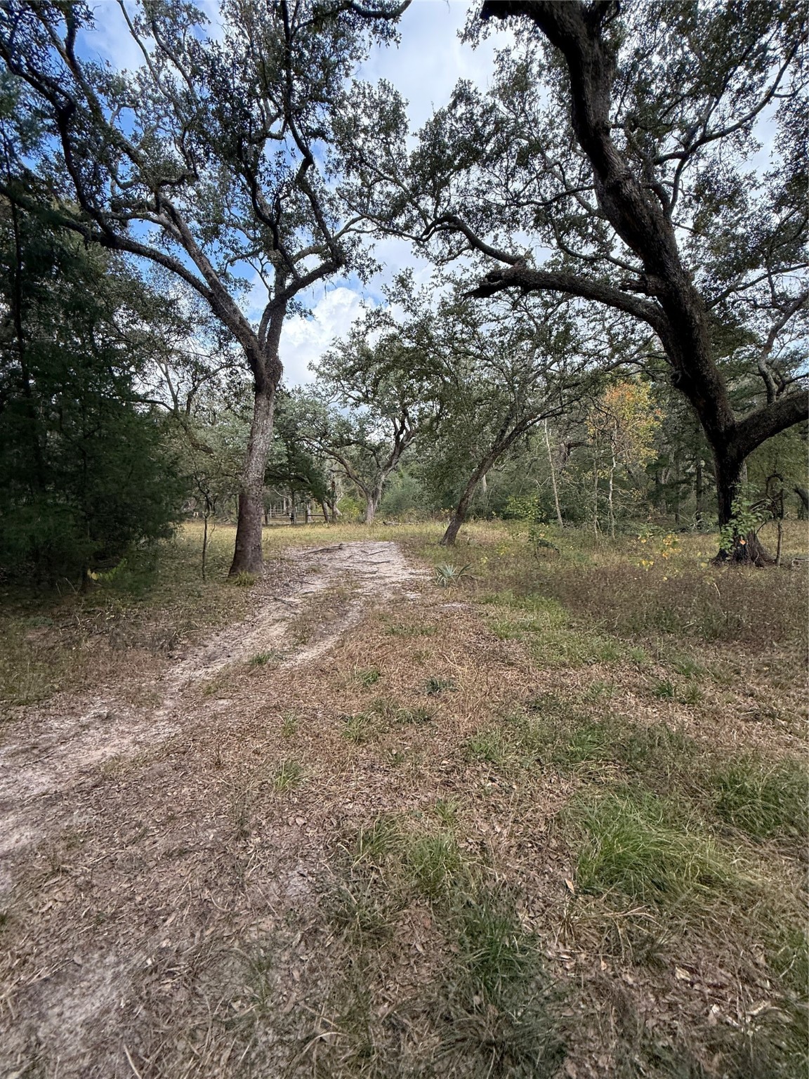 0 Fm-1459 Sweeny, TX 77480 - Photo 17 of 32 a view of dirt yard with a tree