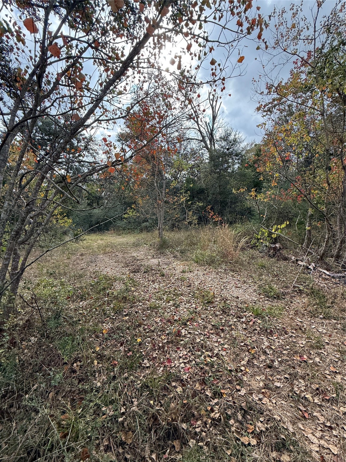 0 Fm-1459 Sweeny, TX 77480 - Photo 19 of 32 a view of a yard with a tree