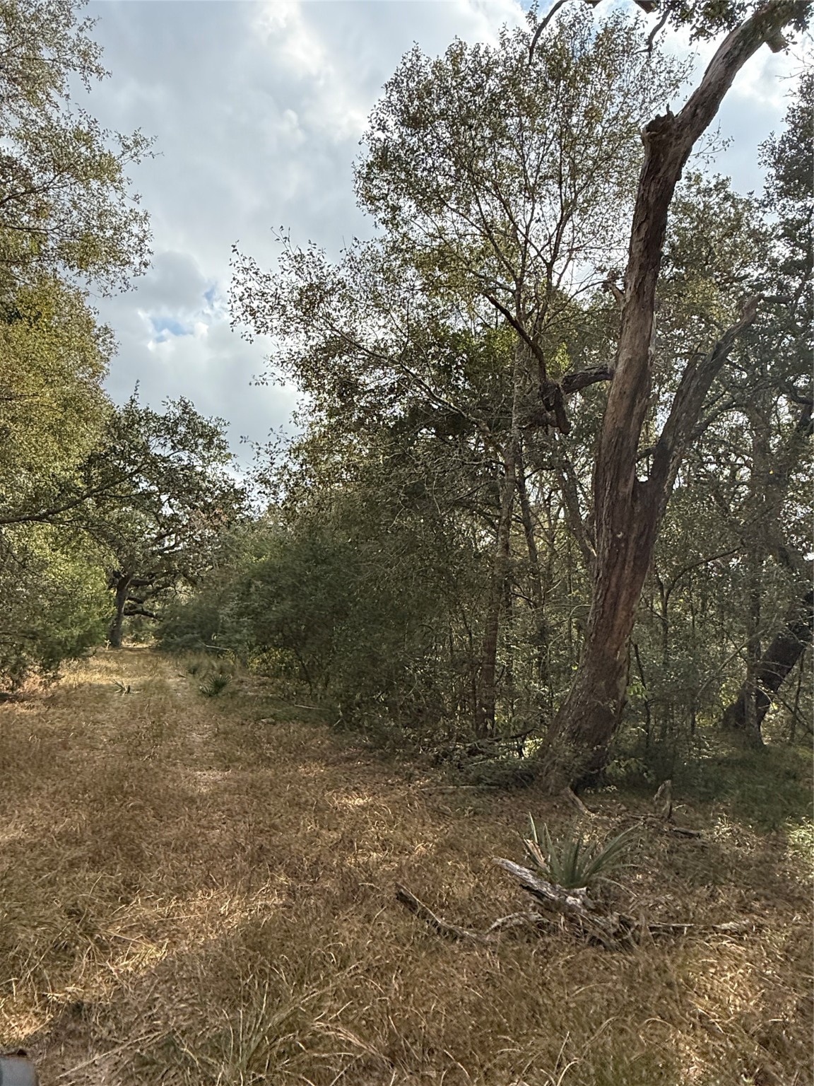0 Fm-1459 Sweeny, TX 77480 - Photo 21 of 32 a view of a forest with trees in the background