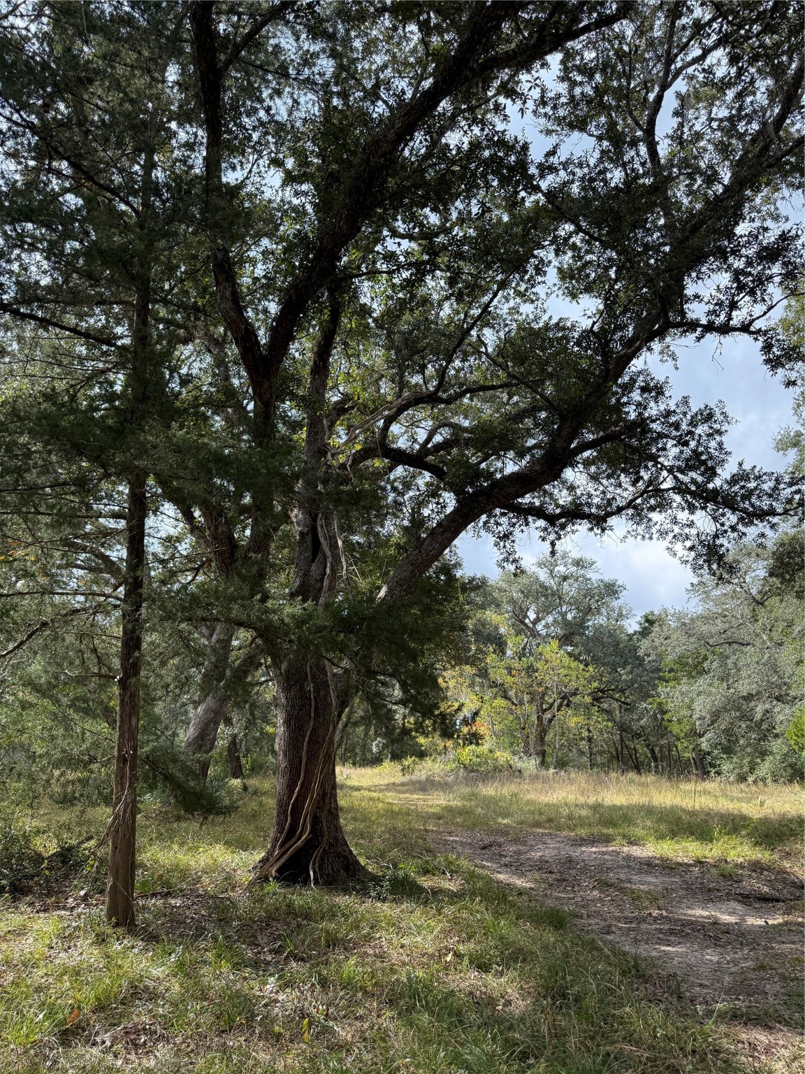 0 Fm-1459 Sweeny, TX 77480 - Photo 23 of 32 a view of a field