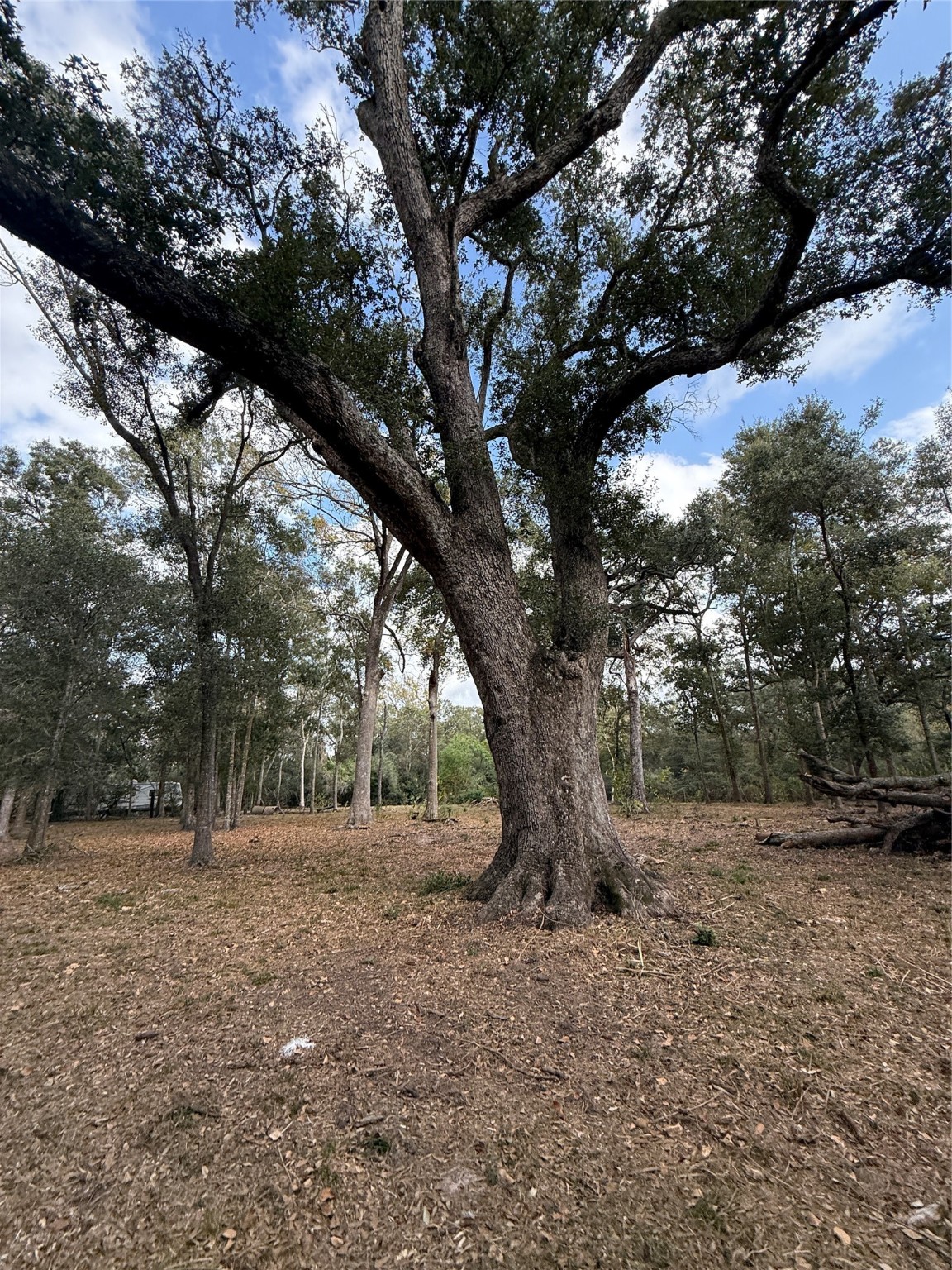 0 Fm-1459 Sweeny, TX 77480 - Photo 27 of 32 a view of outdoor space with trees