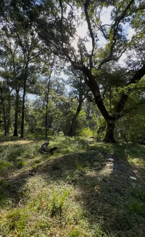 a view of a yard with a tree