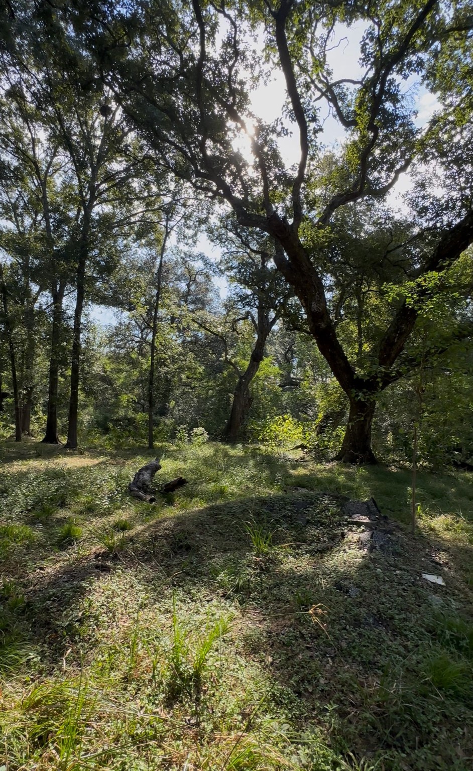 0 Fm-1459 Sweeny, TX 77480 - Photo 10 of 32 a view of a forest with trees